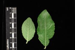 Salix cinerea. Pair of leaves showing both surfaces.
 Image: D. Glenny © Landcare Research 2020 CC BY 4.0